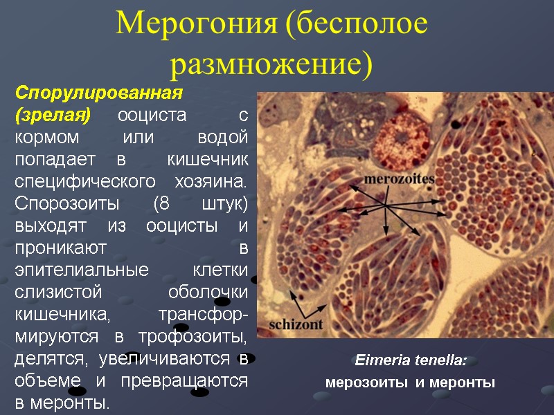 Eimeria tenella:  мерозоиты и меронты Спорулированная (зрелая) ооциста  с кормом или водой